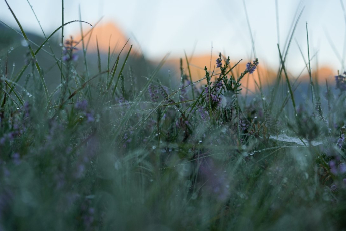 Blumenwiese Blumenwiese