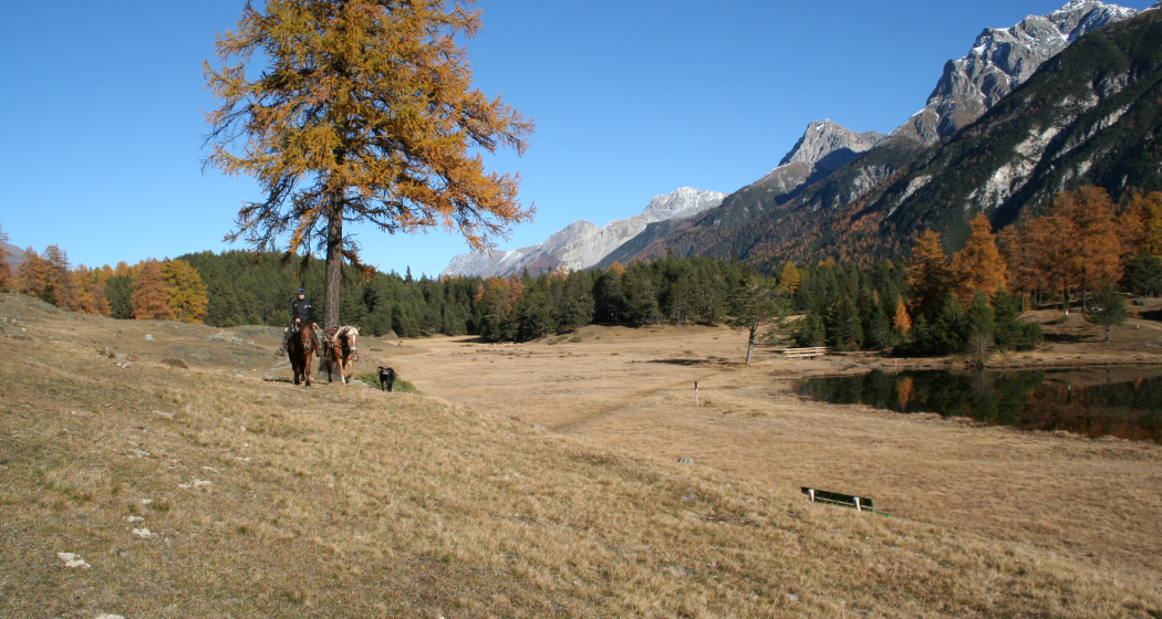 Halbtagesritt (gdl_810858845_image) Halbtagesritt (gdl_810858845_image)