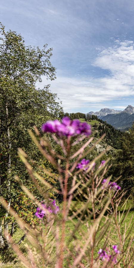 Blumenwiese im Engadin mit Blick nach Tarasp