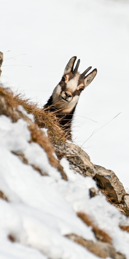 Gams im Winter im Engadin