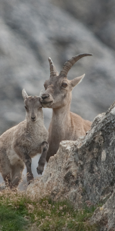Steinwild im Nationalpark © Hans Lozza, SNP Steinwild im Nationalpark