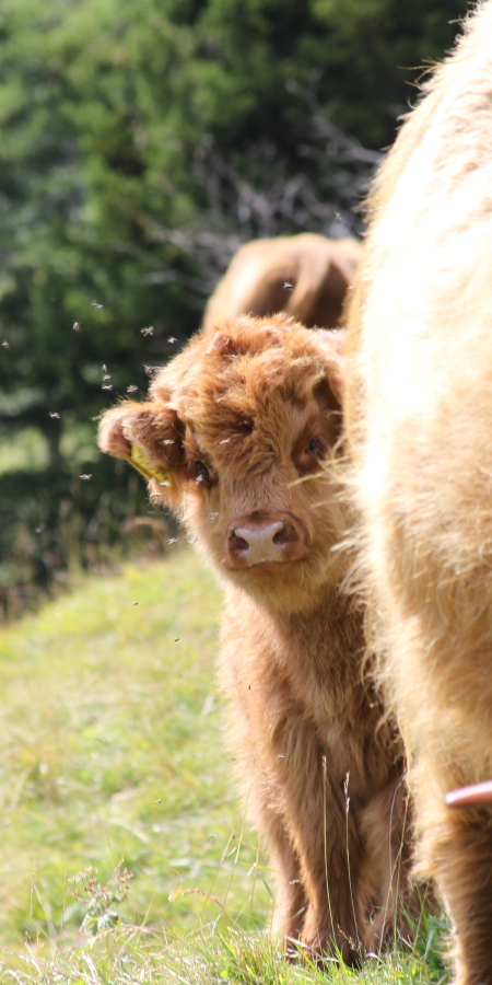 Mutterkuh mit Kalb