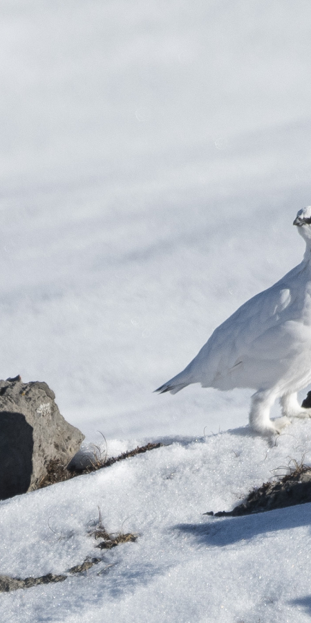 Schneehuhn im engadiner Winter