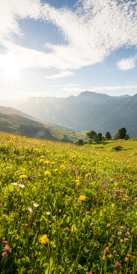 Sommerwiese auf Motta Naluns