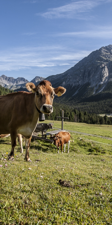 Mutterkuhherde im Unterengadin