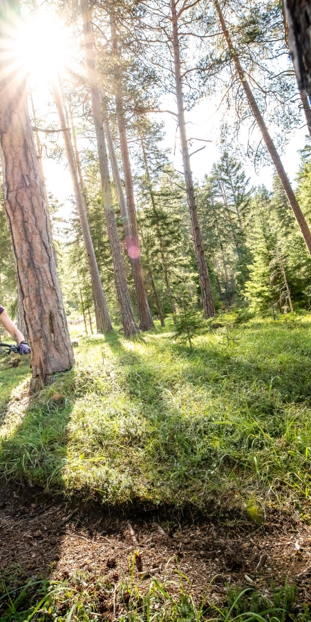 Mit dem Mountainbike durch die Engadiner Wälder.