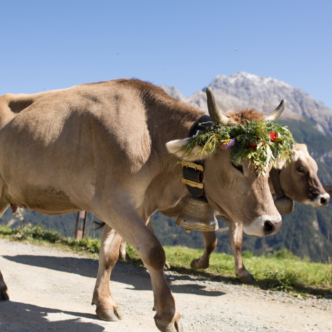 Albabzug bei Sent im Unterengadin. Bild: Dominik Täuber Albabzug bei Sent im Unterengadin. Bild: Dominik Täuber