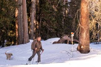 Curdin führt Hündin Aica im Wald stehts an der Leine.