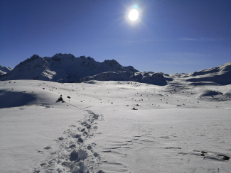 Spuren im Schnee ©Sophia Bartolomei Spuren im Schnee