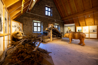 The bear exhibition at the Museum Schmelzra.