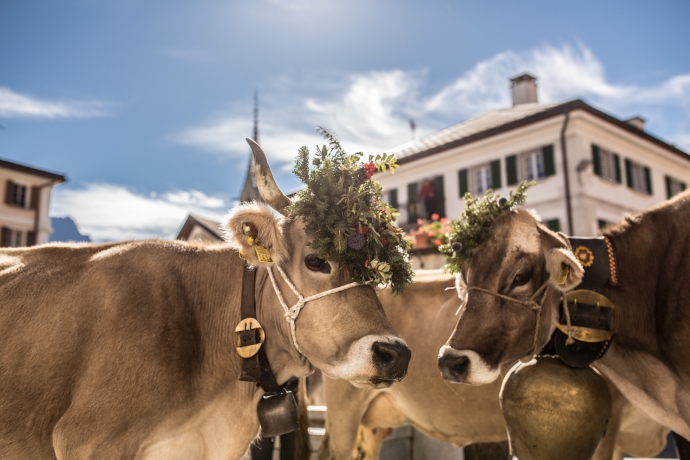 Alpabzug in Sent im Unterengadin Alpabzug in Sent im Unterengadin