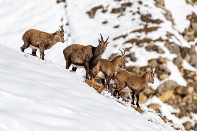 Steinböcke im Winter im Engadin Steinböcke im Winter im Engadin