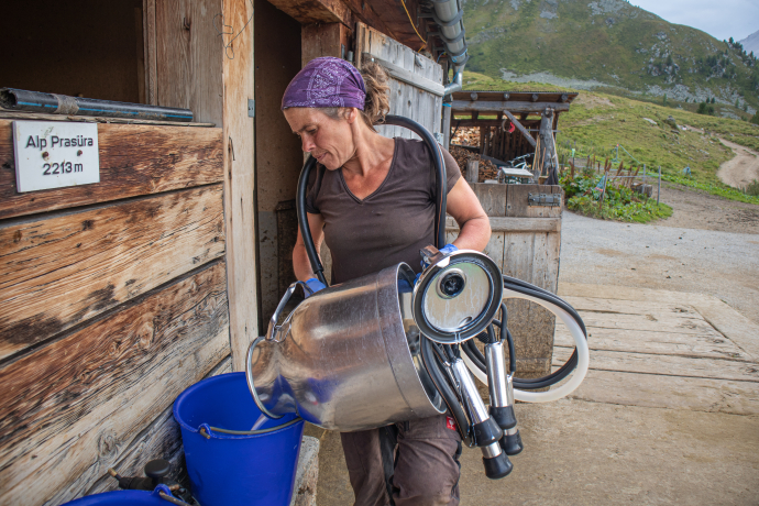 Zweimal täglich werden die Kühe gemolken Zweimal täglich werden die Kühe gemolken