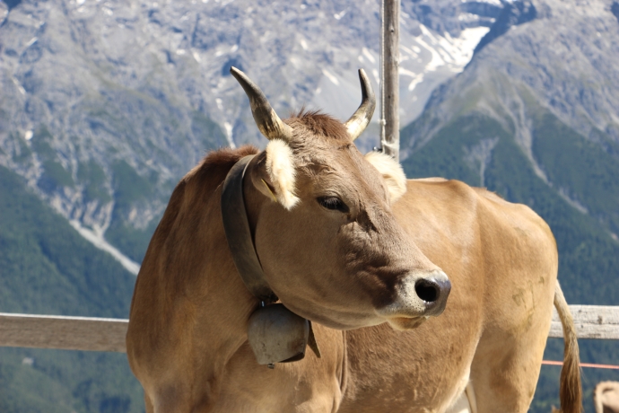 Kühe auf Al Laret Kühe auf Al Laret